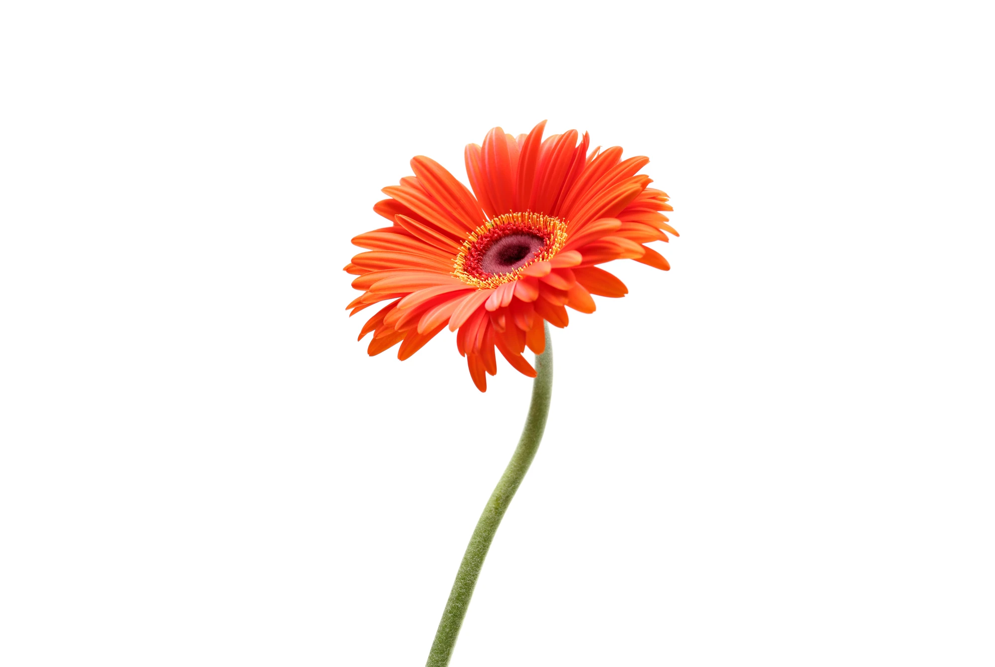 Gerbera